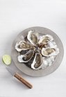 Fresh oysters on ice with lime — Stock Photo