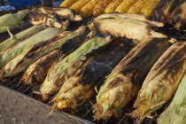 Mazorca de maíz a la parrilla - foto de stock