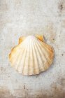 Closeup top view of scallop on shabby surface — Stock Photo
