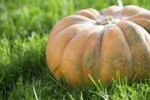 Giant pumpkin on grass — Stock Photo