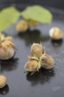 Fresh picked Hazelnuts — Stock Photo