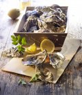 Fresh oysters with lemon and parsley — Stock Photo