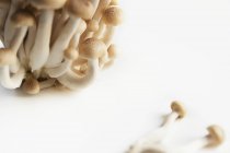 Funghi di Buna-Shimeji su Bianco — Foto stock