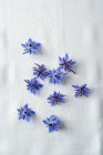 Top view of Borage flowers on white surface — Stock Photo