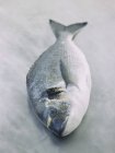 Свежий морской лещ — стоковое фото
