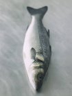 Fresh whole bass fish — Stock Photo