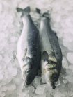 Fresh sea bass on ice — Stock Photo