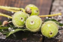 Green fresh acorns on wooden — Stock Photo