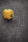 Желтый перец Habanero chilli — стоковое фото