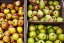 Manzanas y peras frescas - foto de stock