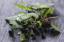 Blackcurrants on branch over grey — Stock Photo