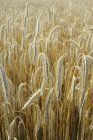 Daytime view of barley ears in field — Stock Photo