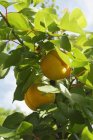 Персики, що вдягаються на дерево — стокове фото