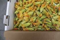 Fiori di zucca e zucchine — Foto stock