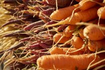 Stacks of fresh carrots — Stock Photo