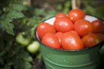 Tomates de ciruela recién recogidos - foto de stock