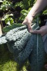 Hands holding freshly harvested kale — Stock Photo