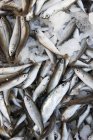 Fresh raw sardines on ice — Stock Photo