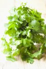 Manojo de cilantro fresco - foto de stock
