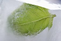 Замороженный лист базилика — стоковое фото