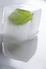 Hoja de albahaca congelada - foto de stock