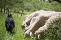 Овца собака прогуливаясь мимо ягнят — стоковое фото