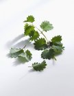 Closeup view of Greater Burnet Saxifrage on a white surface — Stock Photo