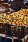 Clementinas frescas colhidas em caixas — Fotografia de Stock