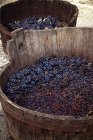 Harvested red wine grapes — Stock Photo