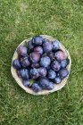 Fresh plums in basket — Stock Photo