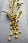Sea-buckthorn berries on sprig — Stock Photo
