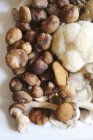 Top view of Maitake with Shitake, Piopinni, Oyster and Lion mane mushrooms — Stock Photo