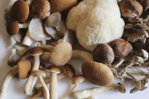 Vista close-up de Maitake com cogumelos Shitake, Piopinni, Oyster e Lion mane — Fotografia de Stock