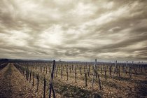 Daytime view of vineyard under clouds in Kamptal — Stock Photo