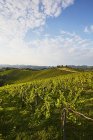 Vista diurna de uma vinha verde no sul da Estíria, Áustria — Fotografia de Stock