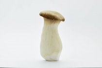 Vista close-up de um cogumelo trompete rei marrom no fundo branco — Fotografia de Stock