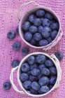 Fresh blueberries in pots — Stock Photo