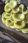 Setas de ostra dorada - foto de stock