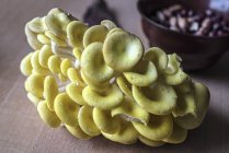 Funghi ostrica dorata — Foto stock