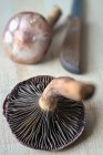 Fresh picked mushrooms — Stock Photo