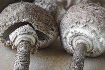 Fresh Parasol mushrooms — Stock Photo