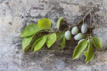 Sprig of leaves and unripe green plums — Stock Photo