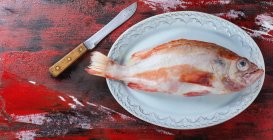 Fresh grouper on plate with knife — Stock Photo