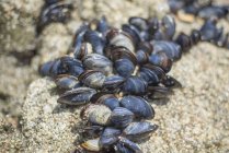 Fresh mussels in shells — Stock Photo
