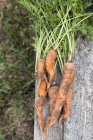 Zanahorias recién recogidas - foto de stock