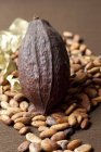 Какао-бобы и какао-стручок — стоковое фото