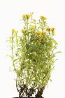 Closeup view of flowering Marigold plants — Stock Photo