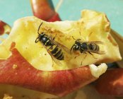 Wasps on a slice of apple on green background — Stock Photo