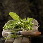 Fresh Mediterranean herbs — Stock Photo