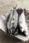 Fresh whole mackerels — Stock Photo